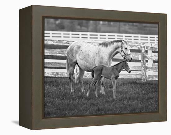 Female Thoroughbred and Foal, Donamire Horse Farm, Lexington, Kentucky-Adam Jones-Framed Premier Image Canvas