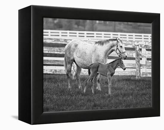 Female Thoroughbred and Foal, Donamire Horse Farm, Lexington, Kentucky-Adam Jones-Framed Premier Image Canvas