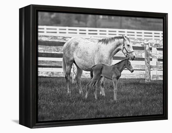 Female Thoroughbred and Foal, Donamire Horse Farm, Lexington, Kentucky-Adam Jones-Framed Premier Image Canvas