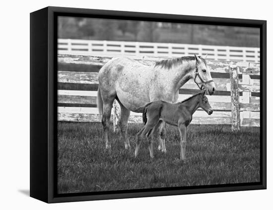 Female Thoroughbred and Foal, Donamire Horse Farm, Lexington, Kentucky-Adam Jones-Framed Premier Image Canvas