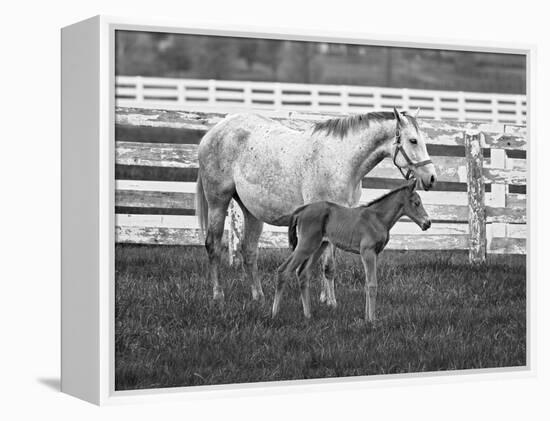 Female Thoroughbred and Foal, Donamire Horse Farm, Lexington, Kentucky-Adam Jones-Framed Premier Image Canvas