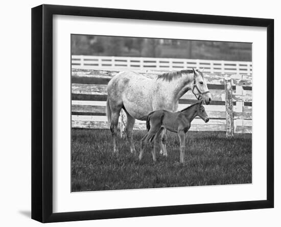 Female Thoroughbred and Foal, Donamire Horse Farm, Lexington, Kentucky-Adam Jones-Framed Photographic Print