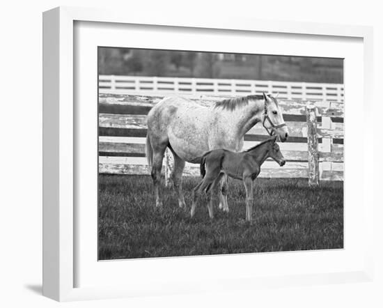 Female Thoroughbred and Foal, Donamire Horse Farm, Lexington, Kentucky-Adam Jones-Framed Photographic Print