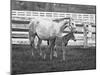 Female Thoroughbred and Foal, Donamire Horse Farm, Lexington, Kentucky-Adam Jones-Mounted Photographic Print