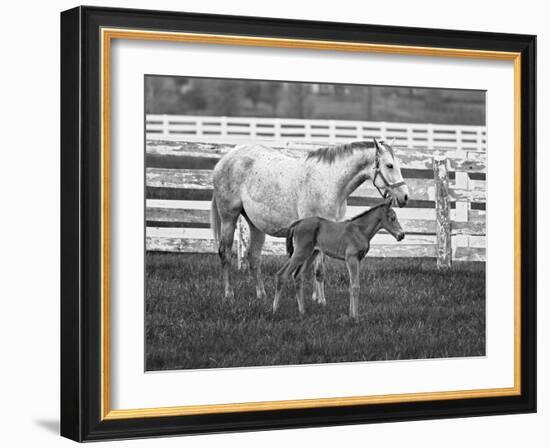 Female Thoroughbred and Foal, Donamire Horse Farm, Lexington, Kentucky-Adam Jones-Framed Photographic Print