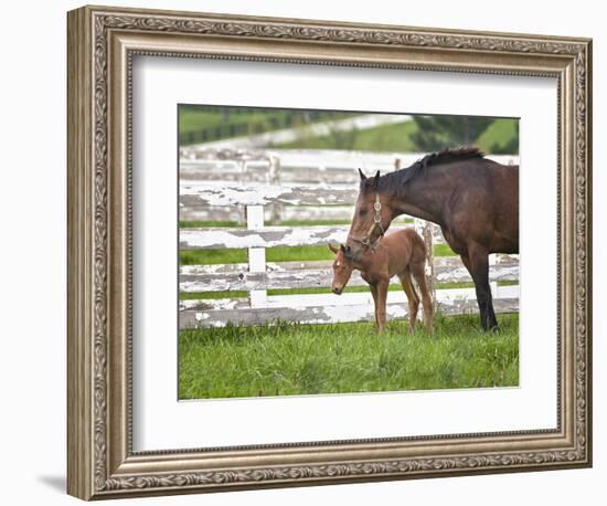 Female Thoroughbred and Foal, Donamire Horse Farm, Lexington, Kentucky-Adam Jones-Framed Photographic Print