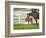 Female Thoroughbred and Foal, Donamire Horse Farm, Lexington, Kentucky-Adam Jones-Framed Photographic Print