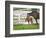 Female Thoroughbred and Foal, Donamire Horse Farm, Lexington, Kentucky-Adam Jones-Framed Photographic Print