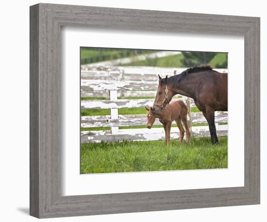 Female Thoroughbred and Foal, Donamire Horse Farm, Lexington, Kentucky-Adam Jones-Framed Photographic Print