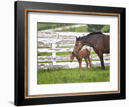 Female Thoroughbred and Foal, Donamire Horse Farm, Lexington, Kentucky-Adam Jones-Framed Photographic Print