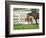 Female Thoroughbred and Foal, Donamire Horse Farm, Lexington, Kentucky-Adam Jones-Framed Photographic Print