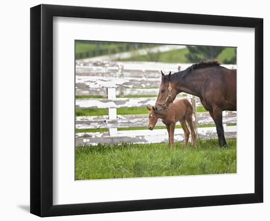 Female Thoroughbred and Foal, Donamire Horse Farm, Lexington, Kentucky-Adam Jones-Framed Photographic Print