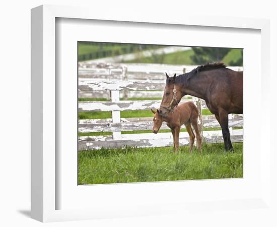 Female Thoroughbred and Foal, Donamire Horse Farm, Lexington, Kentucky-Adam Jones-Framed Photographic Print