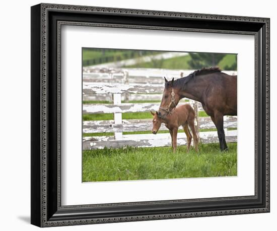 Female Thoroughbred and Foal, Donamire Horse Farm, Lexington, Kentucky-Adam Jones-Framed Photographic Print