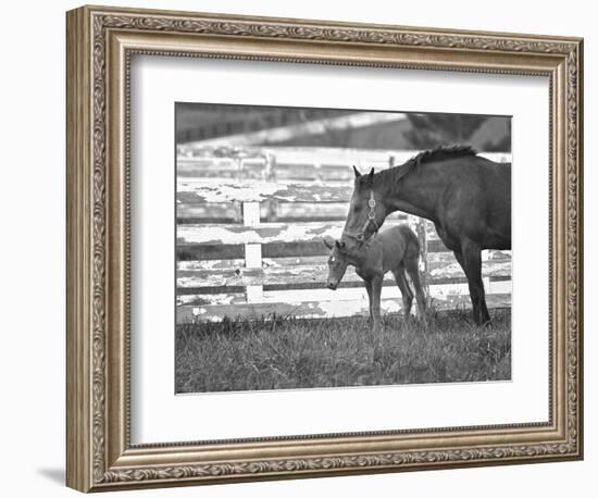 Female Thoroughbred and Foal, Donamire Horse Farm, Lexington, Kentucky-Adam Jones-Framed Photographic Print