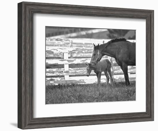 Female Thoroughbred and Foal, Donamire Horse Farm, Lexington, Kentucky-Adam Jones-Framed Photographic Print