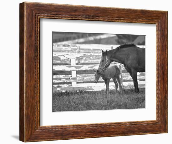 Female Thoroughbred and Foal, Donamire Horse Farm, Lexington, Kentucky-Adam Jones-Framed Photographic Print