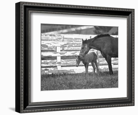 Female Thoroughbred and Foal, Donamire Horse Farm, Lexington, Kentucky-Adam Jones-Framed Photographic Print