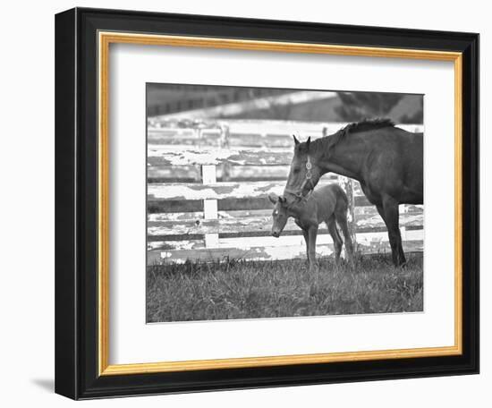 Female Thoroughbred and Foal, Donamire Horse Farm, Lexington, Kentucky-Adam Jones-Framed Photographic Print