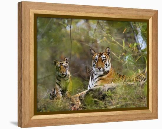 Female Tiger, with Four-Month-Old Cub, Bandhavgarh National Park, India-Tony Heald-Framed Premier Image Canvas