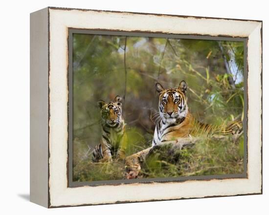 Female Tiger, with Four-Month-Old Cub, Bandhavgarh National Park, India-Tony Heald-Framed Premier Image Canvas