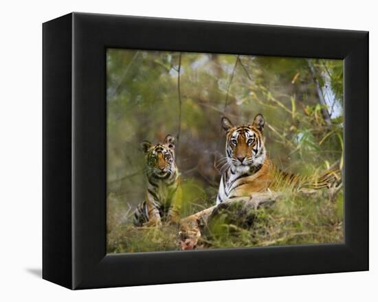 Female Tiger, with Four-Month-Old Cub, Bandhavgarh National Park, India-Tony Heald-Framed Premier Image Canvas