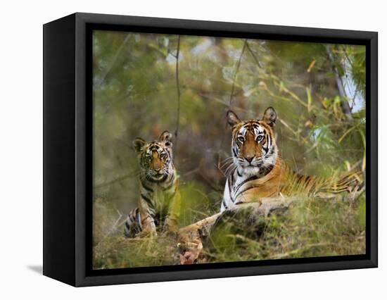 Female Tiger, with Four-Month-Old Cub, Bandhavgarh National Park, India-Tony Heald-Framed Premier Image Canvas