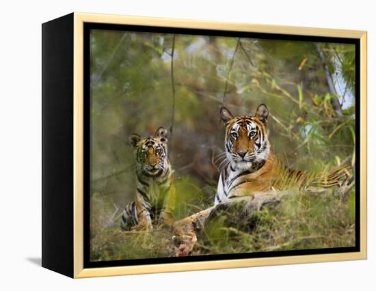 Female Tiger, with Four-Month-Old Cub, Bandhavgarh National Park, India-Tony Heald-Framed Premier Image Canvas