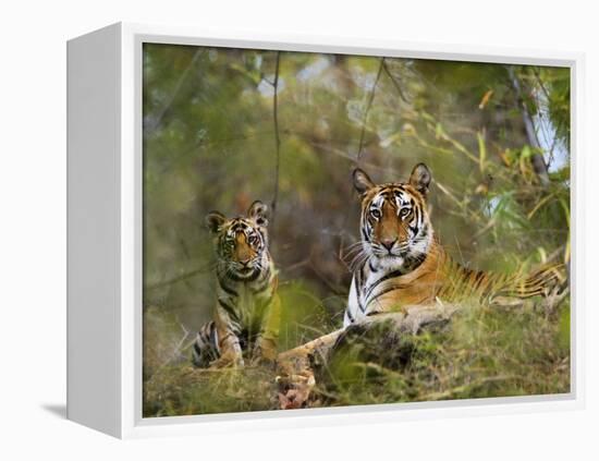 Female Tiger, with Four-Month-Old Cub, Bandhavgarh National Park, India-Tony Heald-Framed Premier Image Canvas