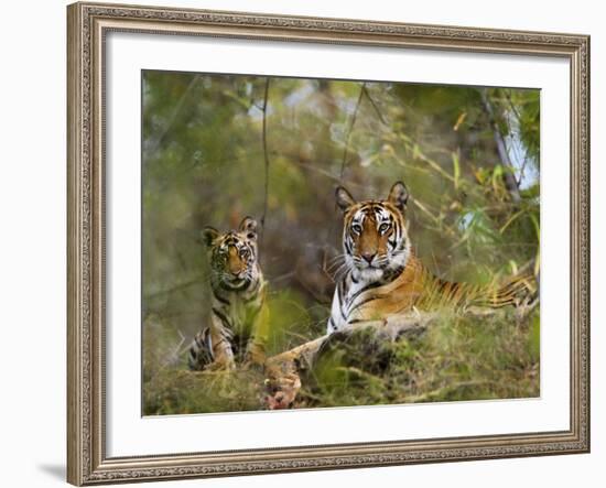 Female Tiger, with Four-Month-Old Cub, Bandhavgarh National Park, India-Tony Heald-Framed Photographic Print