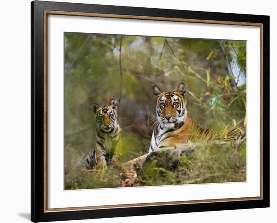 Female Tiger, with Four-Month-Old Cub, Bandhavgarh National Park, India-Tony Heald-Framed Photographic Print