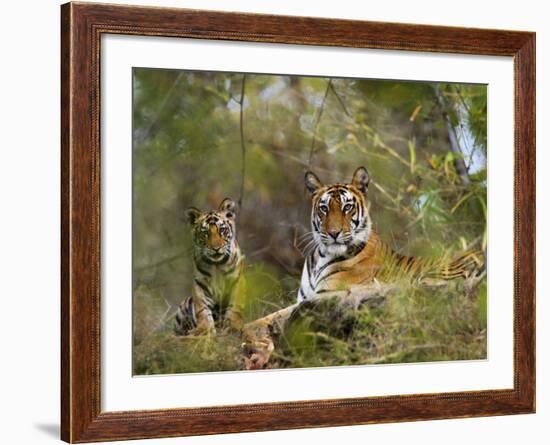 Female Tiger, with Four-Month-Old Cub, Bandhavgarh National Park, India-Tony Heald-Framed Photographic Print