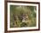 Female Tiger, with Four-Month-Old Cub, Bandhavgarh National Park, India-Tony Heald-Framed Photographic Print