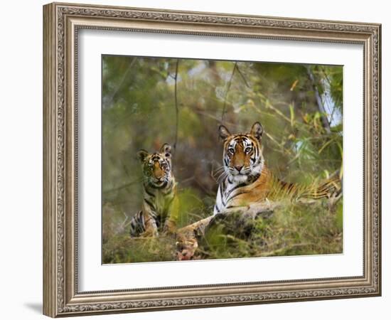 Female Tiger, with Four-Month-Old Cub, Bandhavgarh National Park, India-Tony Heald-Framed Photographic Print