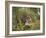 Female Tiger, with Four-Month-Old Cub, Bandhavgarh National Park, India-Tony Heald-Framed Photographic Print