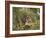 Female Tiger, with Four-Month-Old Cub, Bandhavgarh National Park, India-Tony Heald-Framed Photographic Print