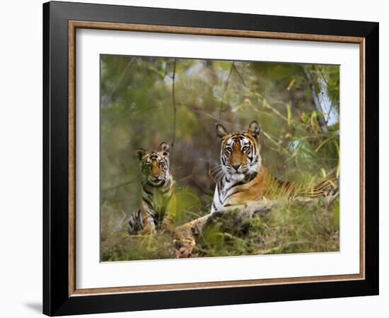 Female Tiger, with Four-Month-Old Cub, Bandhavgarh National Park, India-Tony Heald-Framed Photographic Print