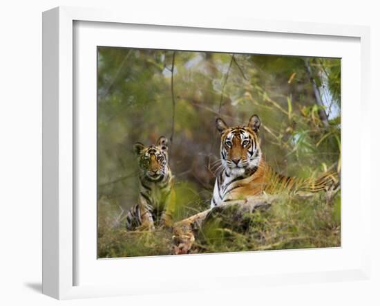 Female Tiger, with Four-Month-Old Cub, Bandhavgarh National Park, India-Tony Heald-Framed Photographic Print