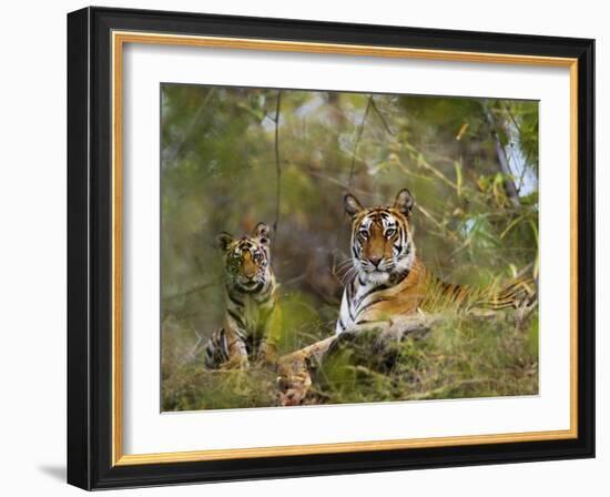 Female Tiger, with Four-Month-Old Cub, Bandhavgarh National Park, India-Tony Heald-Framed Photographic Print