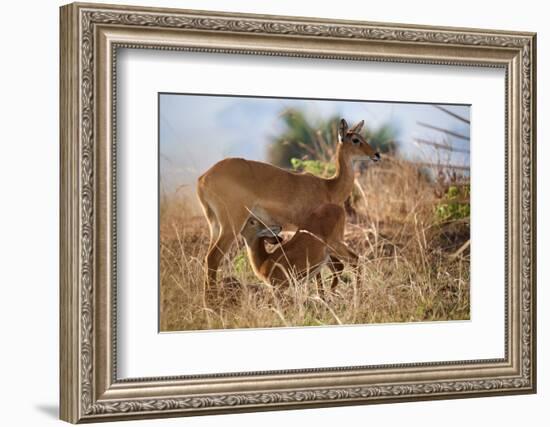 Female Uganda kob with calf, Murchisson Falls NP, Uganda-Eric Baccega-Framed Photographic Print