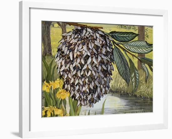 Female Water Snipe Flies Clumping Together for Egg Laying Near Water (Atherix Ibis), Athericidae-null-Framed Giclee Print