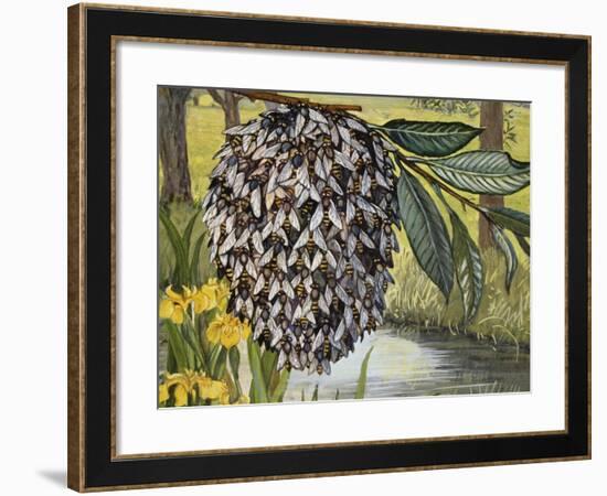 Female Water Snipe Flies Clumping Together for Egg Laying Near Water (Atherix Ibis), Athericidae-null-Framed Giclee Print