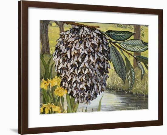 Female Water Snipe Flies Clumping Together for Egg Laying Near Water (Atherix Ibis), Athericidae-null-Framed Giclee Print