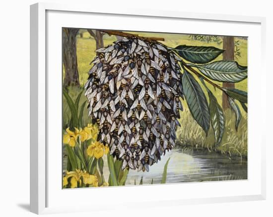 Female Water Snipe Flies Clumping Together for Egg Laying Near Water (Atherix Ibis), Athericidae-null-Framed Giclee Print