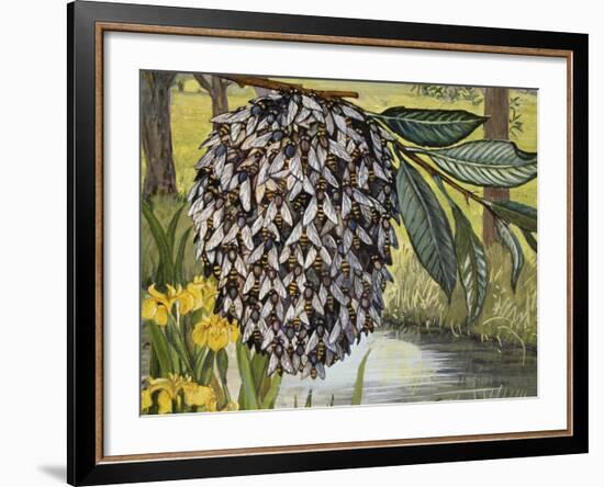 Female Water Snipe Flies Clumping Together for Egg Laying Near Water (Atherix Ibis), Athericidae-null-Framed Giclee Print