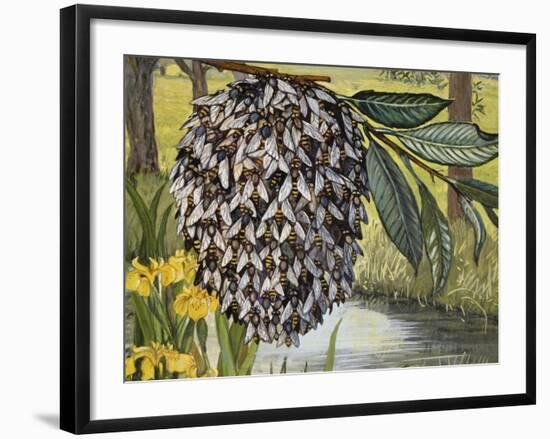 Female Water Snipe Flies Clumping Together for Egg Laying Near Water (Atherix Ibis), Athericidae-null-Framed Giclee Print