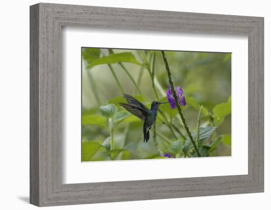 Female White necked Jacobin (Florisuga Mellivora), a type of hummingbird-G&M Therin-Weise-Framed Photographic Print