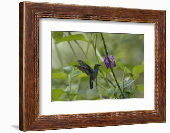 Female White necked Jacobin (Florisuga Mellivora), a type of hummingbird-G&M Therin-Weise-Framed Photographic Print