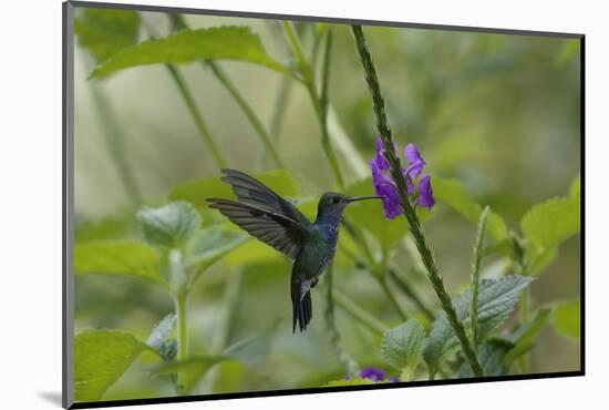 Female White necked Jacobin (Florisuga Mellivora), a type of hummingbird-G&M Therin-Weise-Mounted Photographic Print