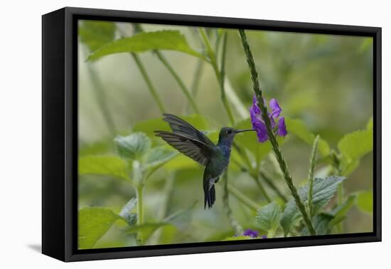 Female White necked Jacobin (Florisuga Mellivora), a type of hummingbird-G&M Therin-Weise-Framed Premier Image Canvas